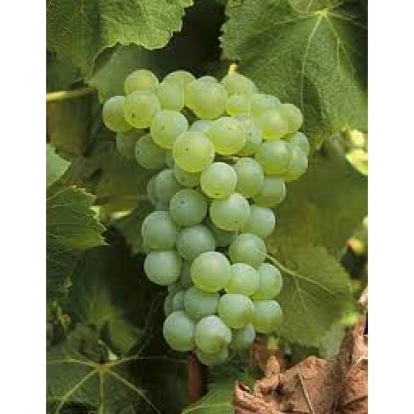 Vendo uvas para vino