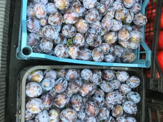 El país de origen de las ciruelas pasas Rumania,