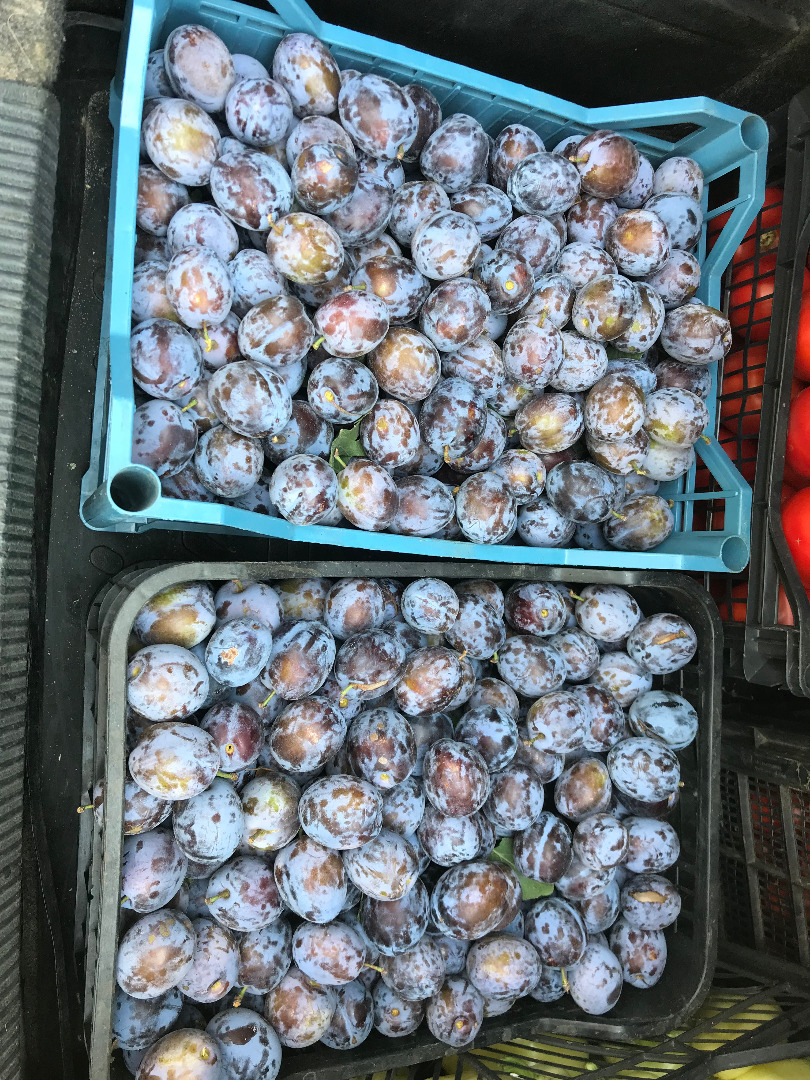 El país de origen de las ciruelas pasas Rumania, condado de Giurgiu