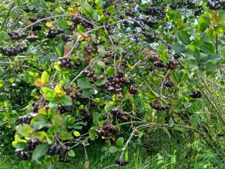 En cuanto a este momento, Aronia Piękności ... Vendimia