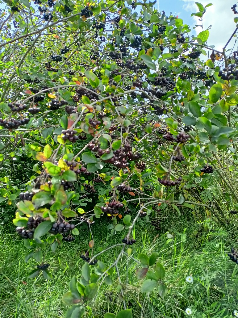 En cuanto a este momento, Aronia Piękności ..