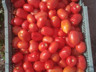 Venderé tomates de lima y de campo redondo
