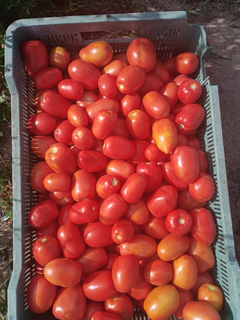 Venderé tomates de lima y de campo redondo