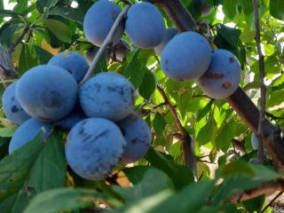 Variedad STANLEY y RECORD