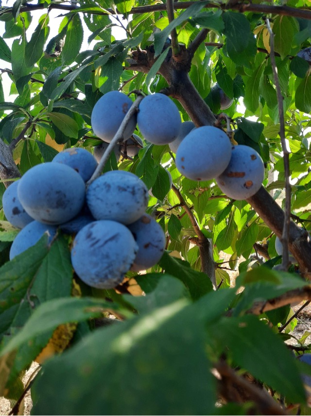 Variedad STANLEY y RECORD