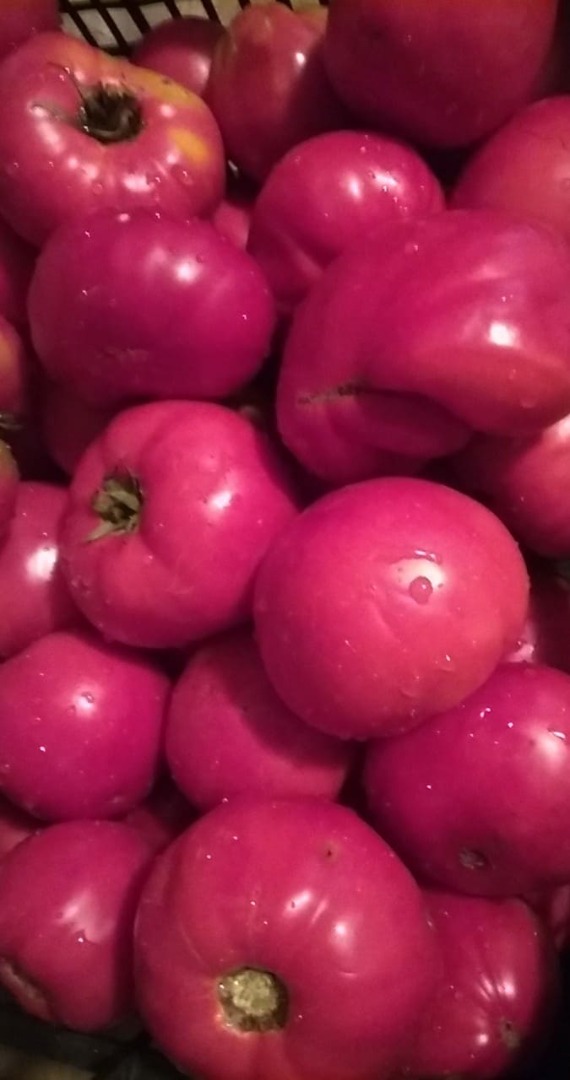 Vendo tomates de jardín cultivados de forma natural