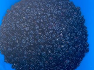 Moras orgánicas