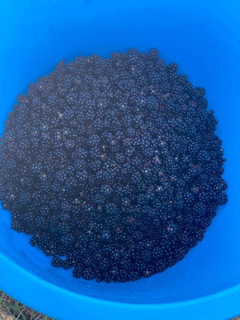 Moras orgánicas