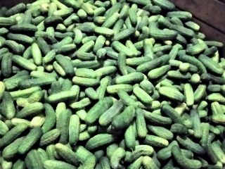 Venderé muy bonitos pepinos de campo, variedades de pulpo
