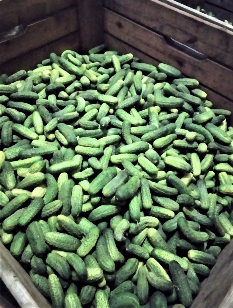 Venderé muy bonitos pepinos de campo, variedades de pulpo y alianza