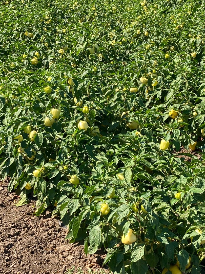 Productor de hortalizas Valea Ciorii, Ialomita