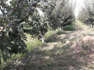 Vendo 6 toneladas de ciruelas muy hermosas al condado