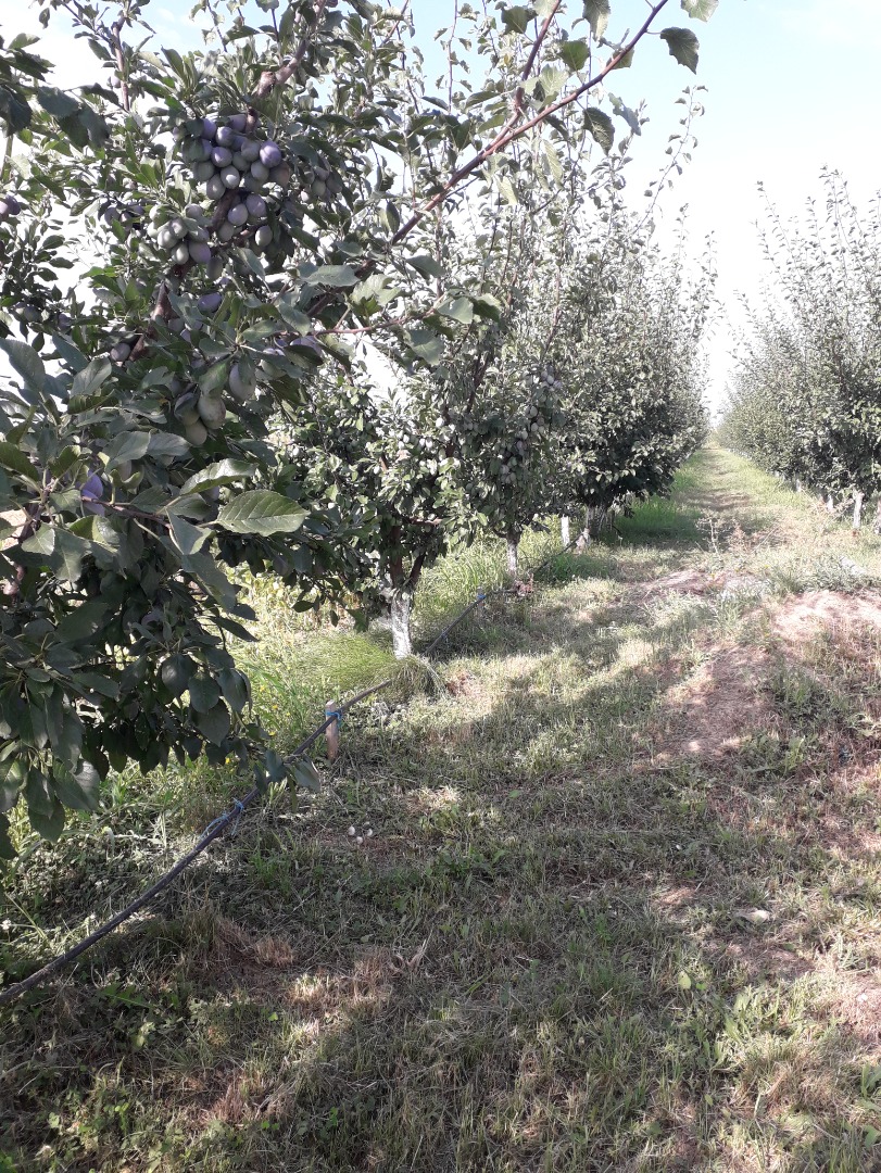 Vendo 6 toneladas de ciruelas muy hermosas al condado de Vrancea