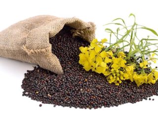 Tenemos colza a la venta en 2021. Productos de