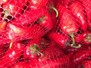 Hola, Venderé pimiento picante, variedad ciclón Rwana, de manera