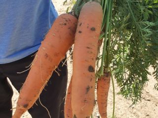 Zanahoria ecológica
