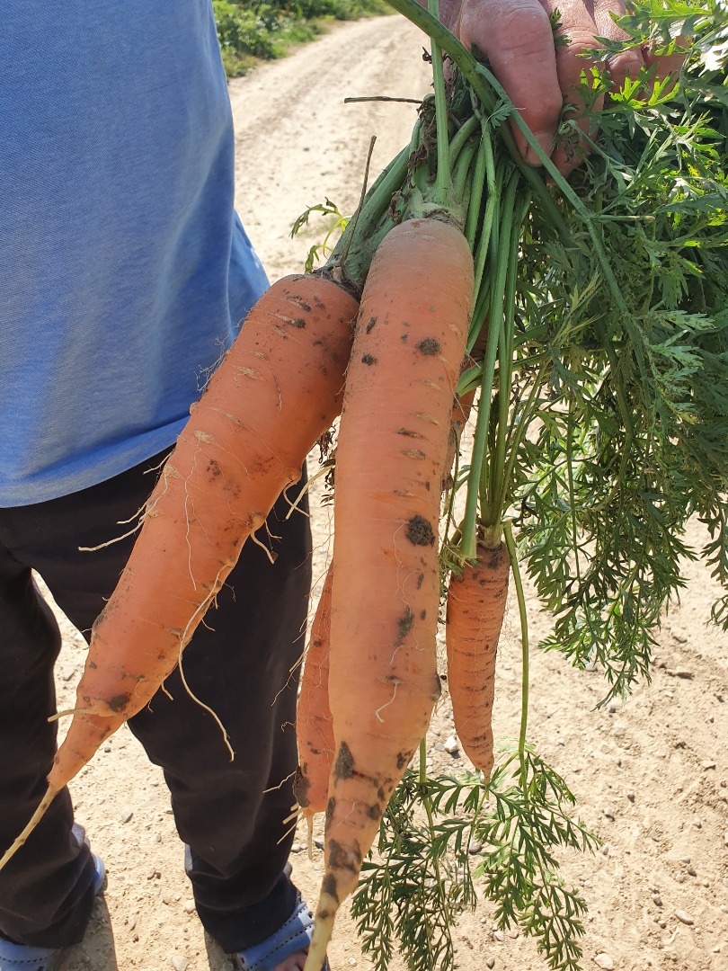 Zanahoria ecológica