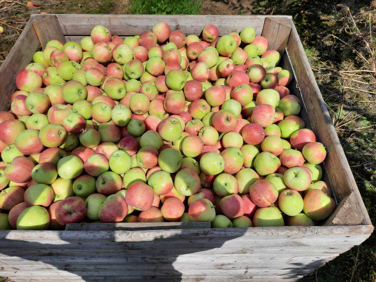 Venta de manzana Piros