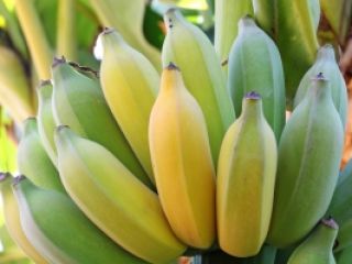 Venta de bananos. País de origen: Costa Rica. La