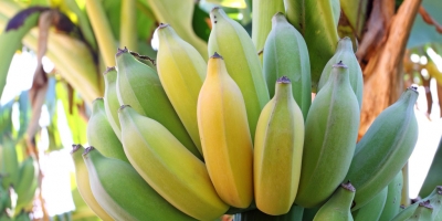 Venta de bananos