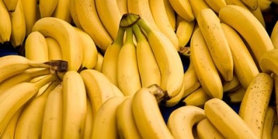 Nombre del producto Plátano Cavendish fresco Tamaño grande de Turquía Origen Sudáfrica Procesamiento Humedad fresca - Edad de cosecha 70% Tamaño Diámetro 15-22