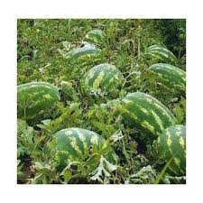 Sandías bio !!! SIN productos químicos !!! ¡¡¡El precio es negociable!!! Los melones se cultivan de forma natural, sin productos químicos, no se gotean