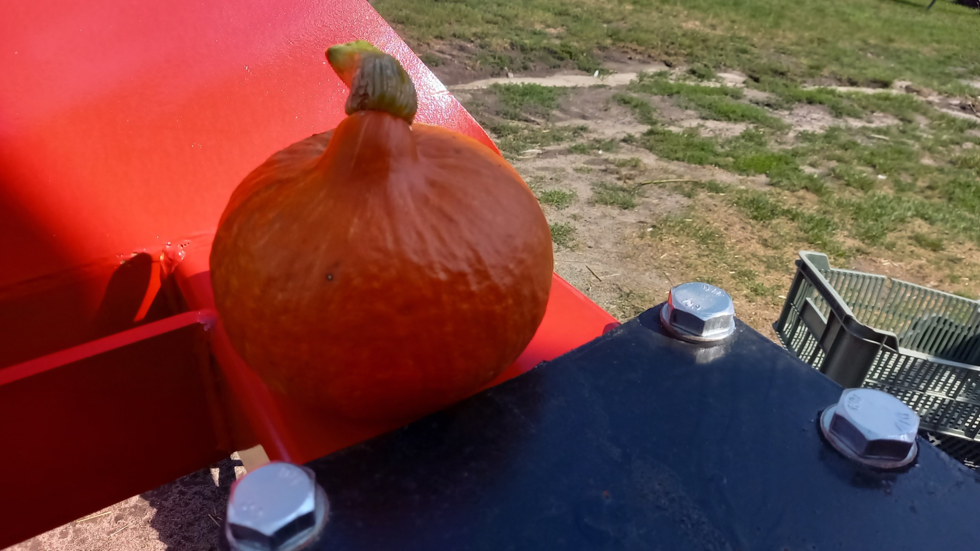 Vendo calabazas hokkaido, bonitos colores, calibre 1-3 kg