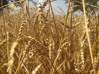Ofrecemos a la venta trigo, soja, arroz, lentejas, maíz,