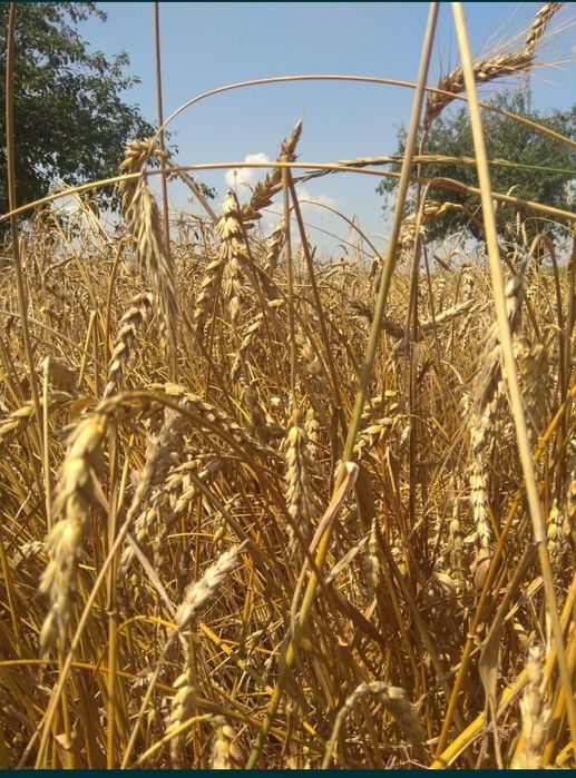 Ofrecemos a la venta trigo, soja, arroz, lentejas, maíz, frijoles, garbanzos, etc