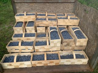 Venderé 500 kg de arándanos, calibre 12 plus, sueltos