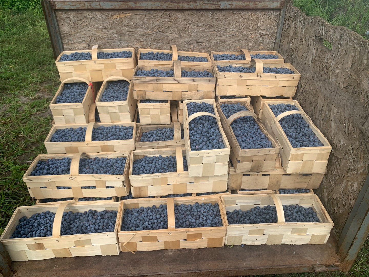 Venderé 500 kg de arándanos, calibre 12 plus, sueltos
