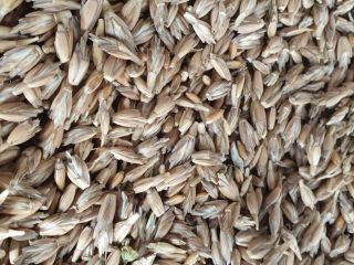 Espelta con certificado ecológico Agro Bio Test. Cosecha 2021.