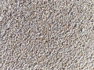 Venderé trigo de primavera orgánico con certificado Agro-Bio-Test
