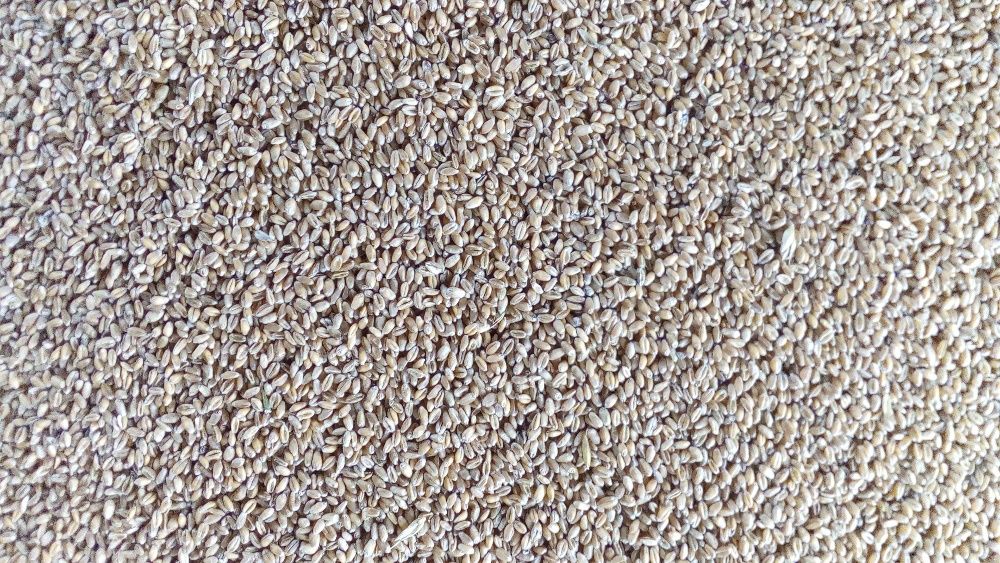 Venderé trigo de primavera orgánico con certificado Agro-Bio-Test