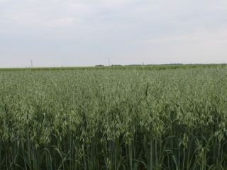Avena certificada por el Agro Bio Test ecológico. Variedad