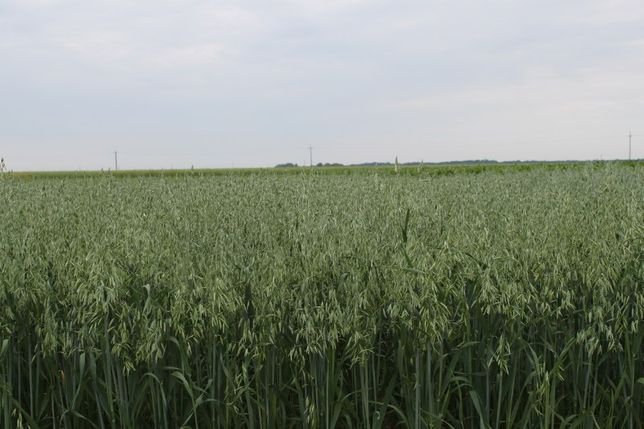 Avena certificada por el Agro Bio Test ecológico