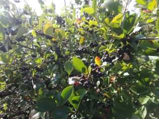 Venderé aronia, desgarrada a mano, cosecha alrededor del 15