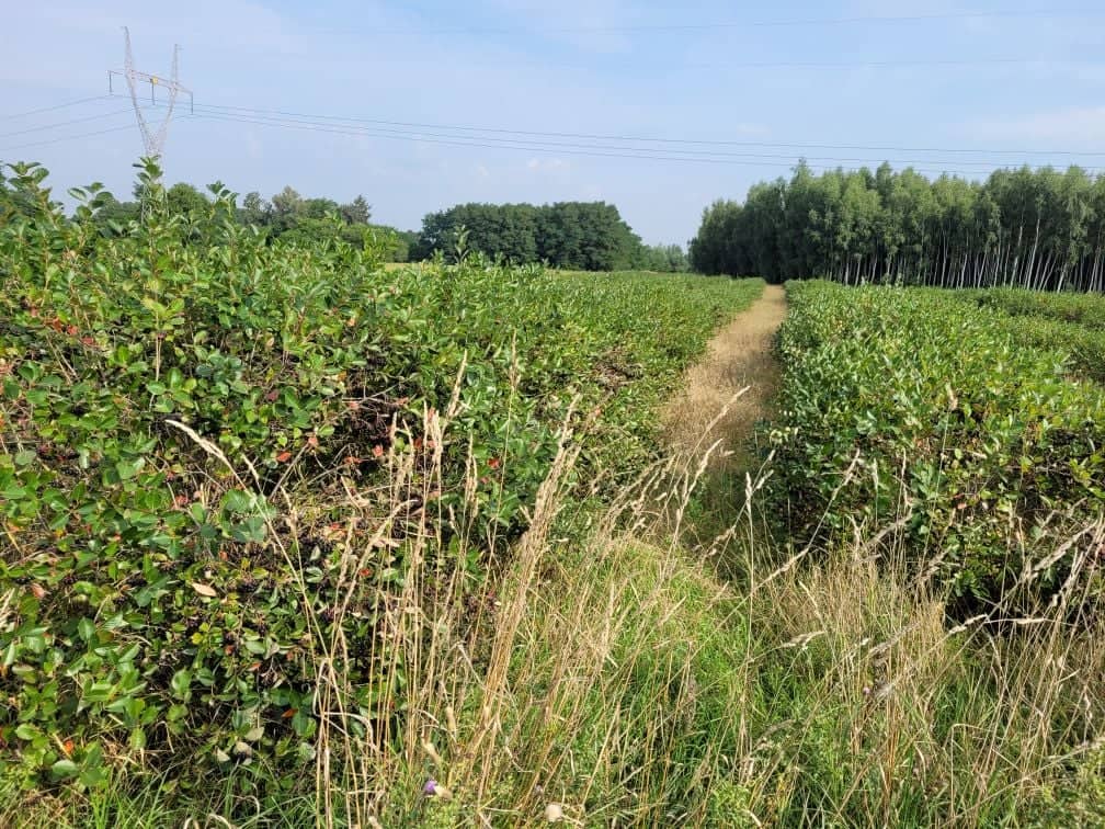 Aronia a la venta - fruta fresca, plantación orgánica certificada con un área de 6 ha