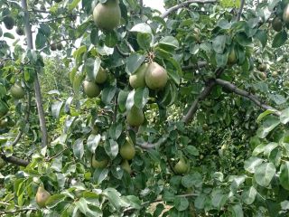 Tenemos Plum para hacer. Mero. grandes cantidades