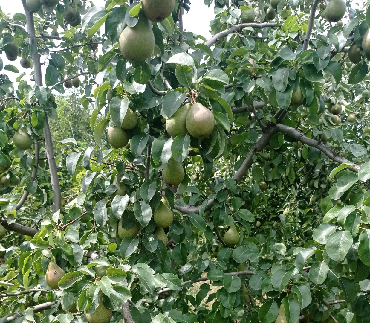 Tenemos Plum para hacer