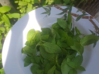Cultivo planta de menta y quería vender necesito comprador
