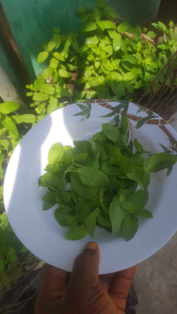 Cultivo planta de menta y quería vender necesito comprador .