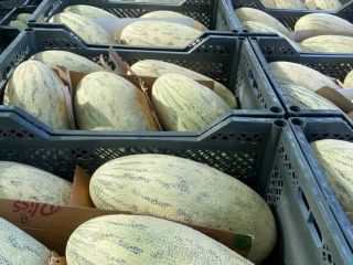 Estimados clientes, les ofrezco dulce melón de miel llamado