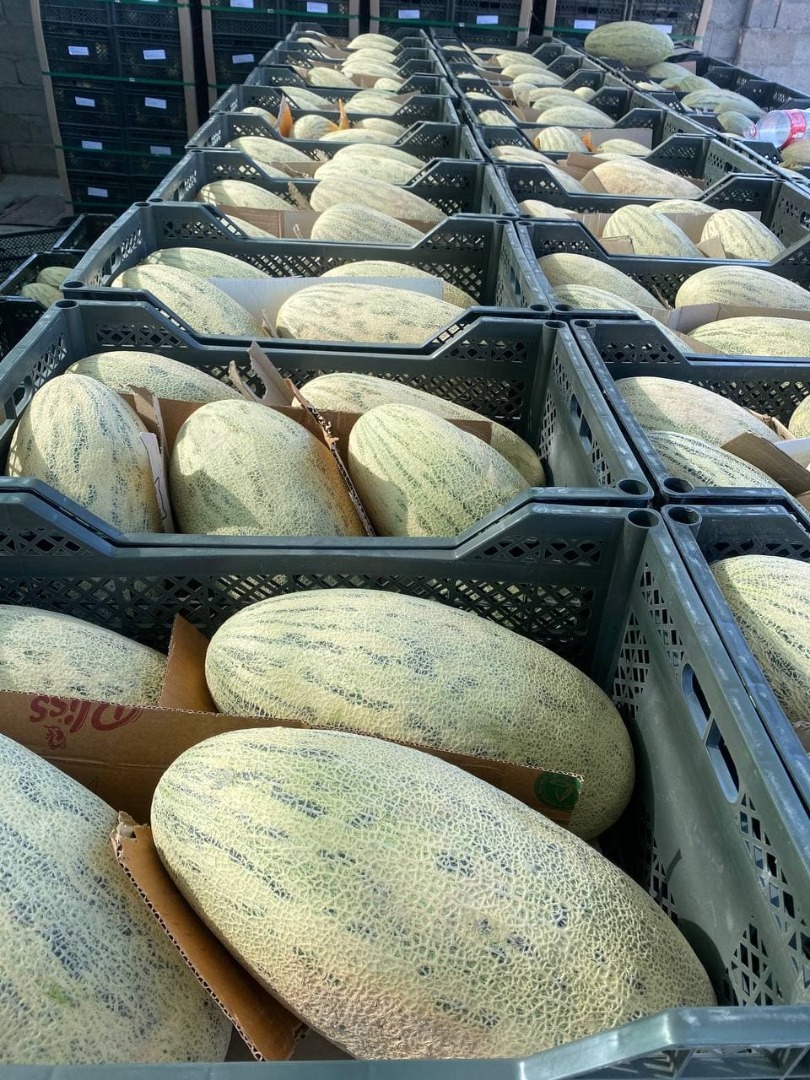 Estimados clientes, les ofrezco dulce melón de miel llamado Tarpeda a precios bajos