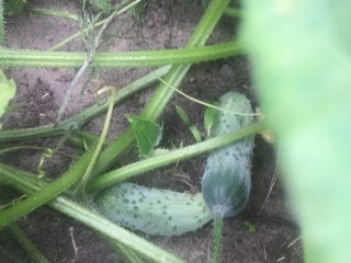 Pepino de campo pulpo directamente de la plantación. Precio