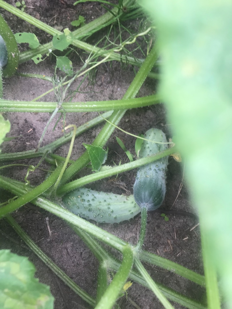 Pepino de campo pulpo directamente de la plantación