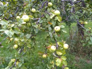 Venderé fruta orgánica certificada para procesamiento, de árboles de