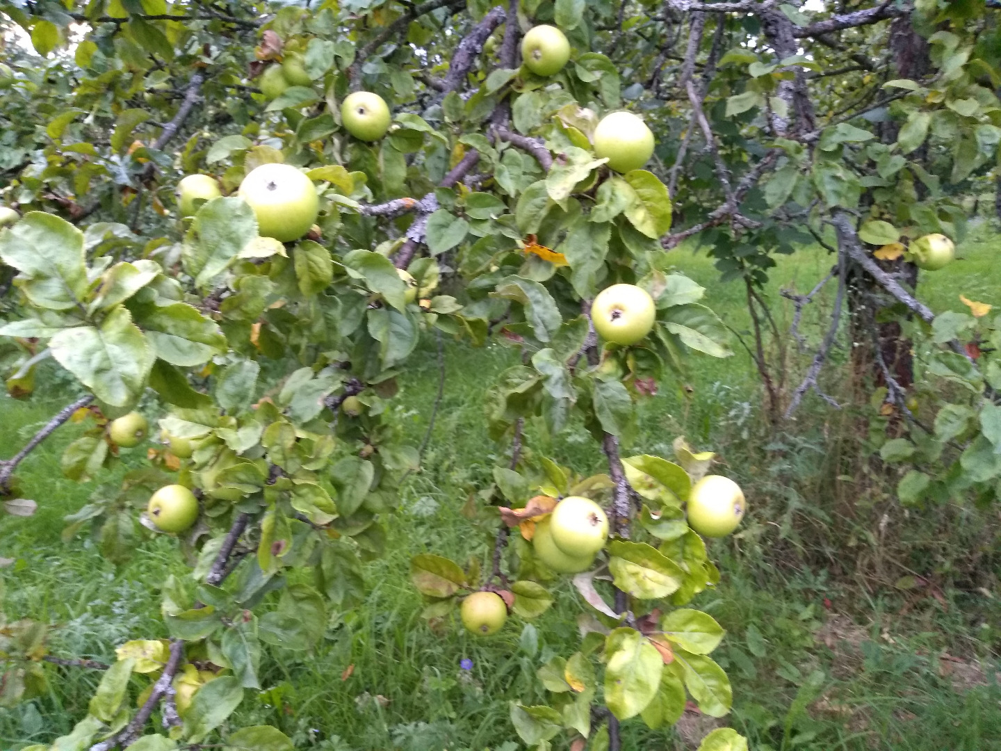 Venderé fruta orgánica certificada para procesamiento, de árboles de alto crecimiento, variedades viejas, como manzanas: szmalcówka, mantequilla antonówka