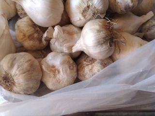 Ajo de otoño