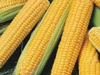 Maíz amarillo y maíz blanco / maíz para la